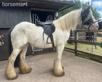"Dora" Piebald Mare Cob/Heavy Horse