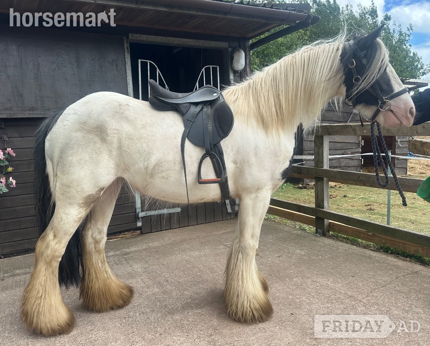 "Dora" Piebald Mare Cob/Heavy Horse in Wolverhampton