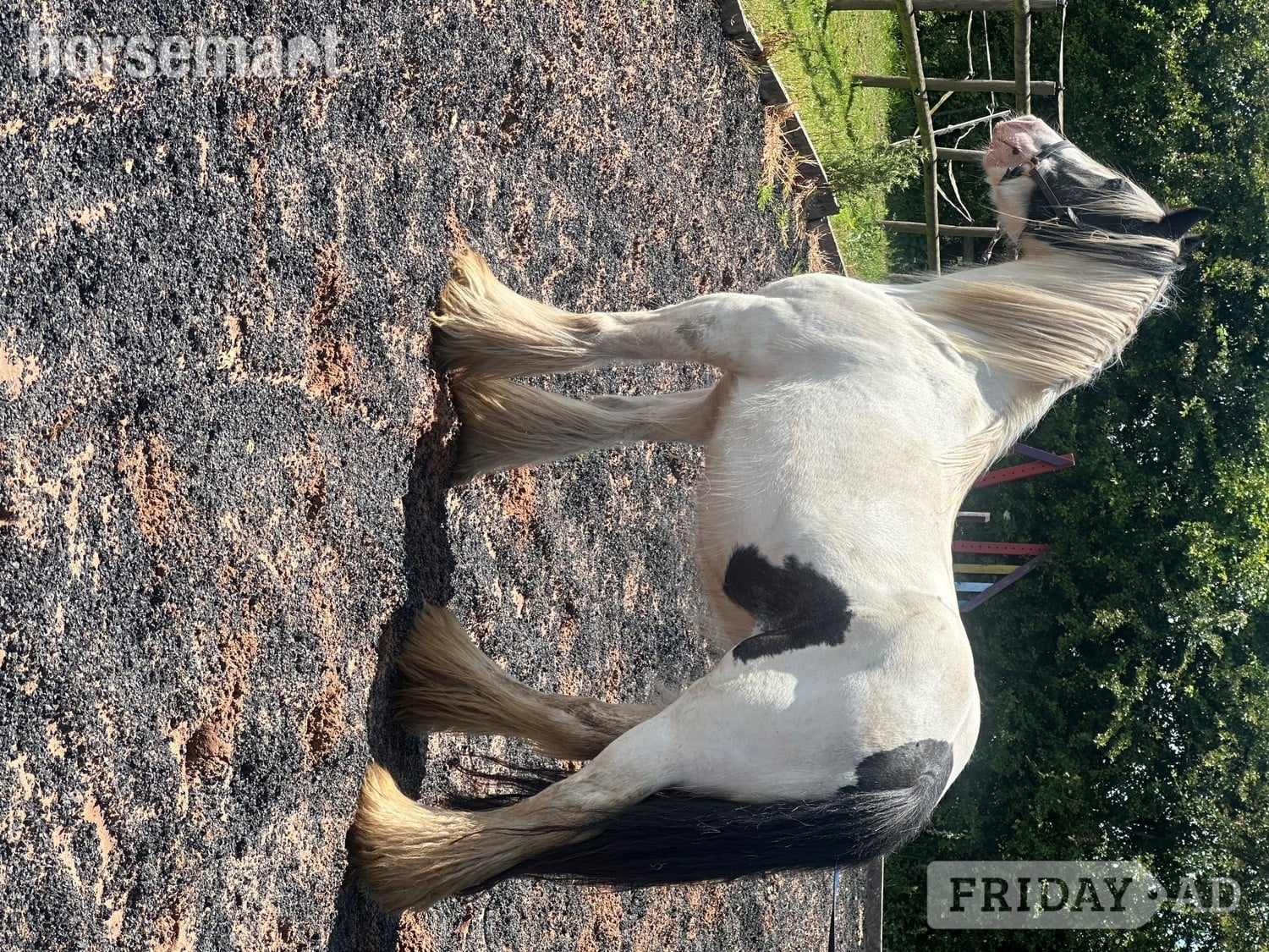 Wolverhampton "Dora" Piebald Mare Cob/Heavy Horse