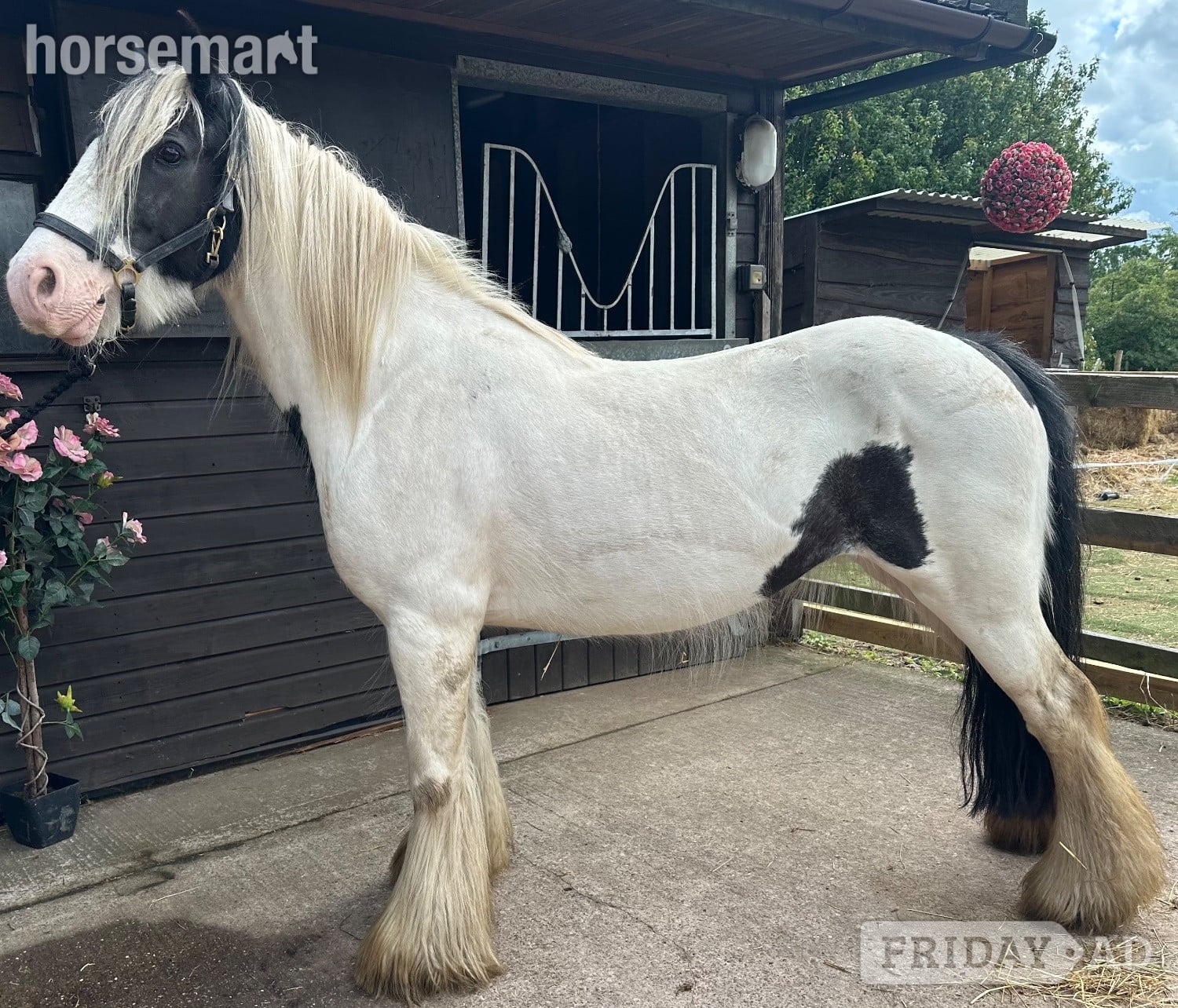 "Dora" Piebald Mare Cob/Heavy Horse - Horses in Wolverhampton