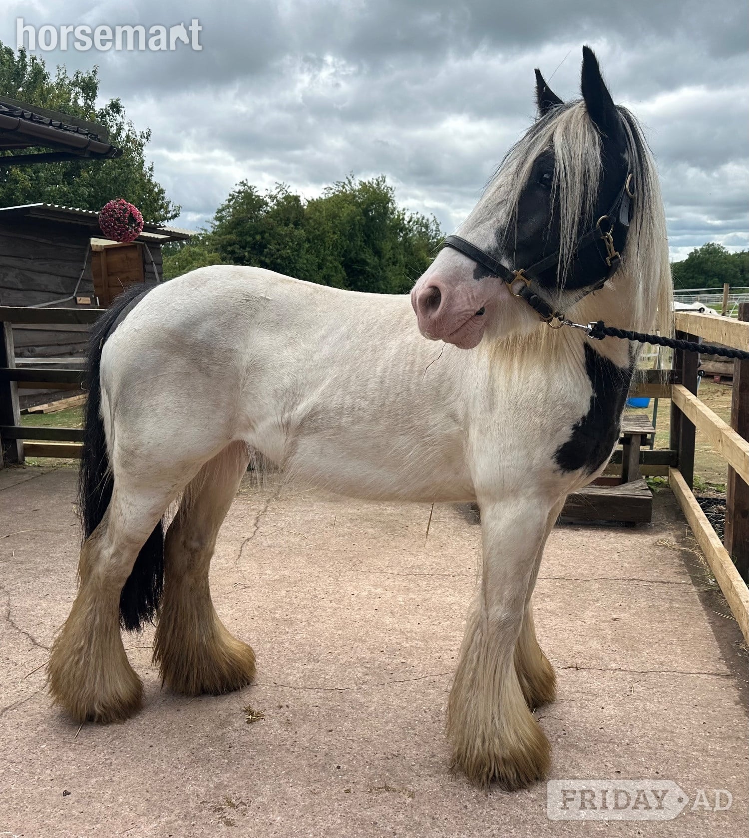 "Dora" Piebald Mare Cob/Heavy Horse - Horses