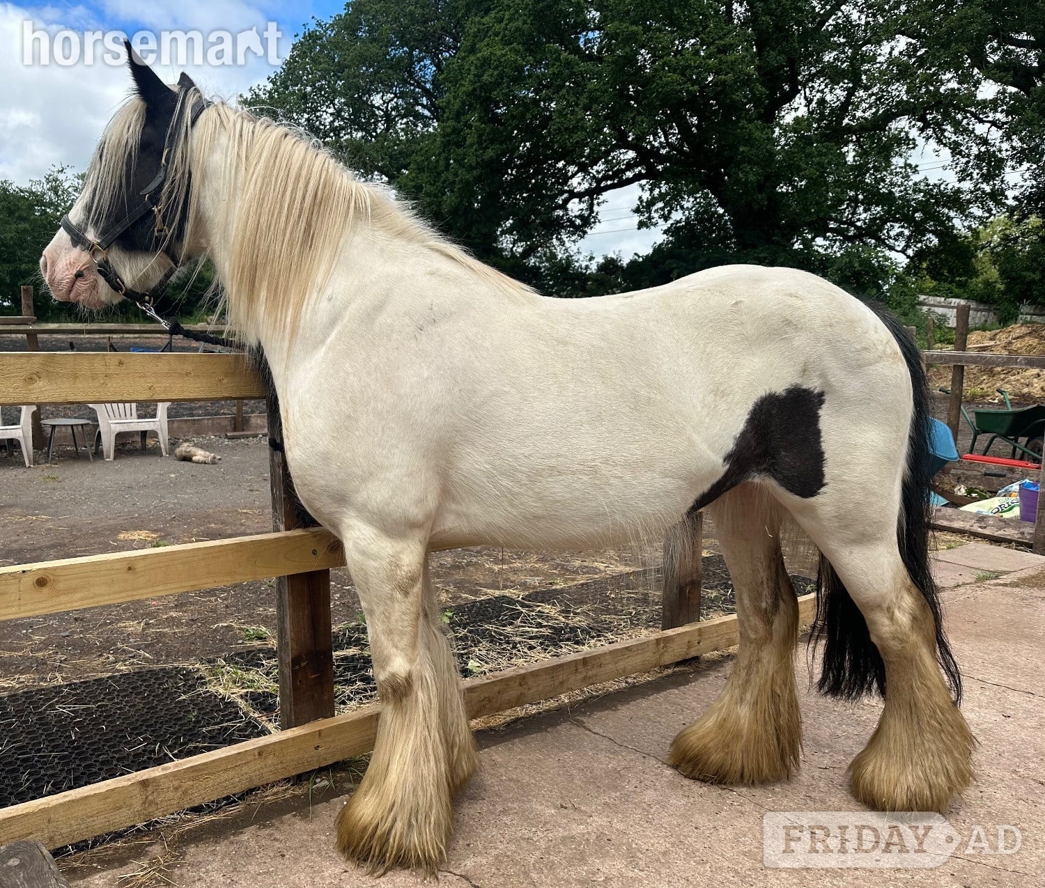 "Dora" Piebald Mare Cob/Heavy Horse