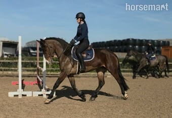 "Midnight" Bay Mare All Rounder
