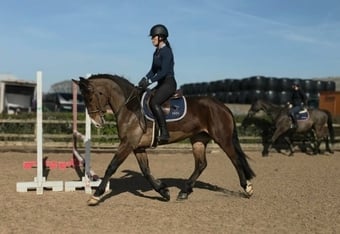"Midnight" Bay Mare All Rounder