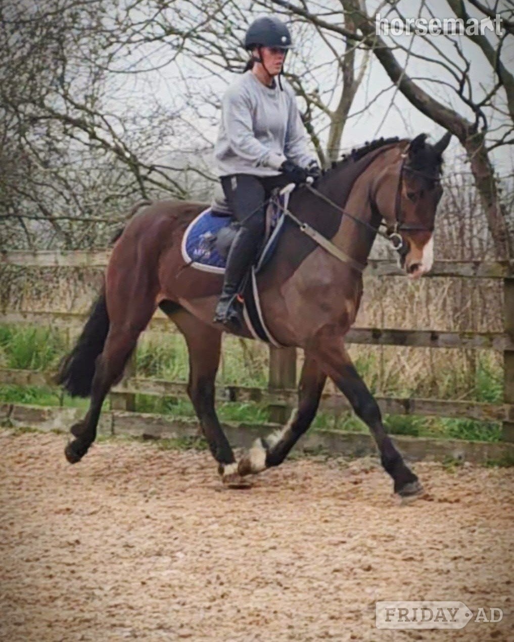 Crewe "Midnight" Bay Mare All Rounder