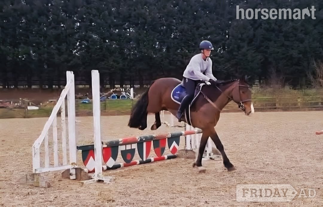 "Midnight" Bay Mare All Rounder - Horses in Crewe