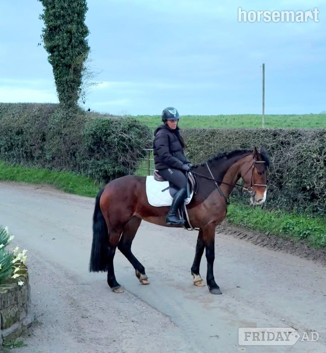 "Midnight" Bay Mare All Rounder - Horses