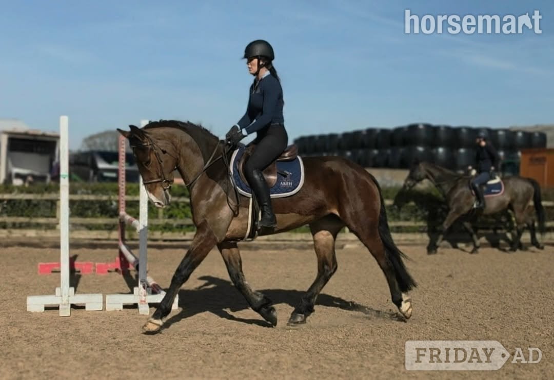 "Midnight" Bay Mare All Rounder in Crewe