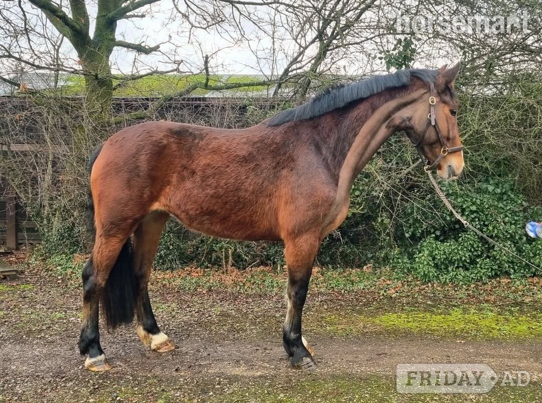 "Midnight" Bay Mare All Rounder