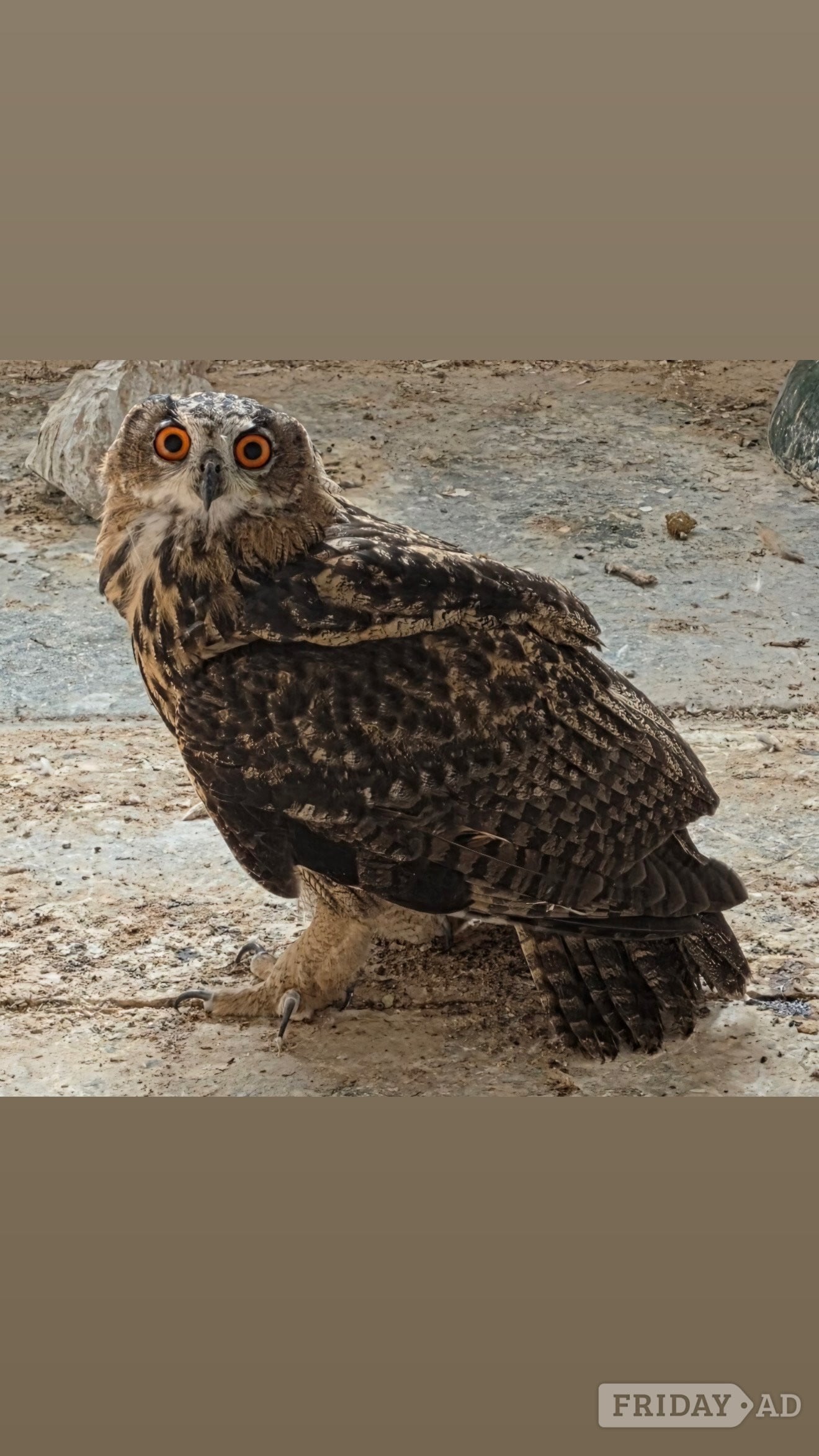 2026 Parent Reared Female European Eagle Owl in Tamworth