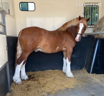 "Ron " Chestnut Gelding Mountain & Moorland Pony