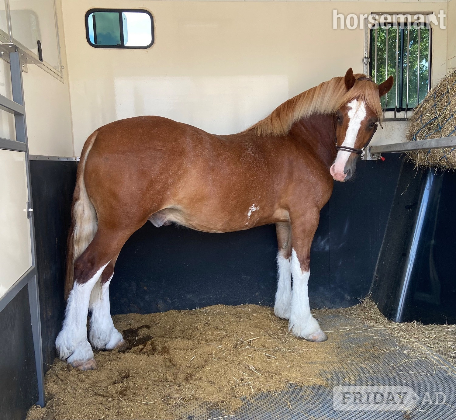 "Ron " Chestnut Gelding Mountain & Moorland Pony in Leamington Spa