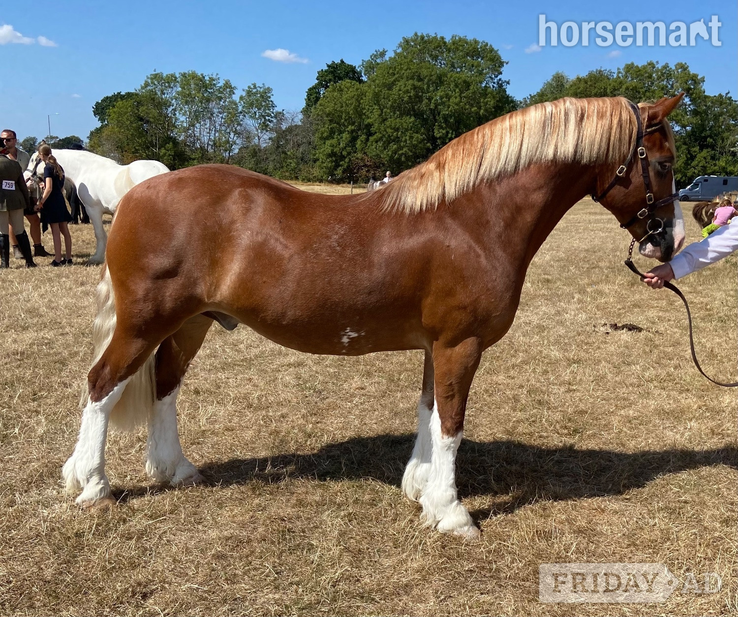 "Ron " Chestnut Gelding Mountain & Moorland Pony
