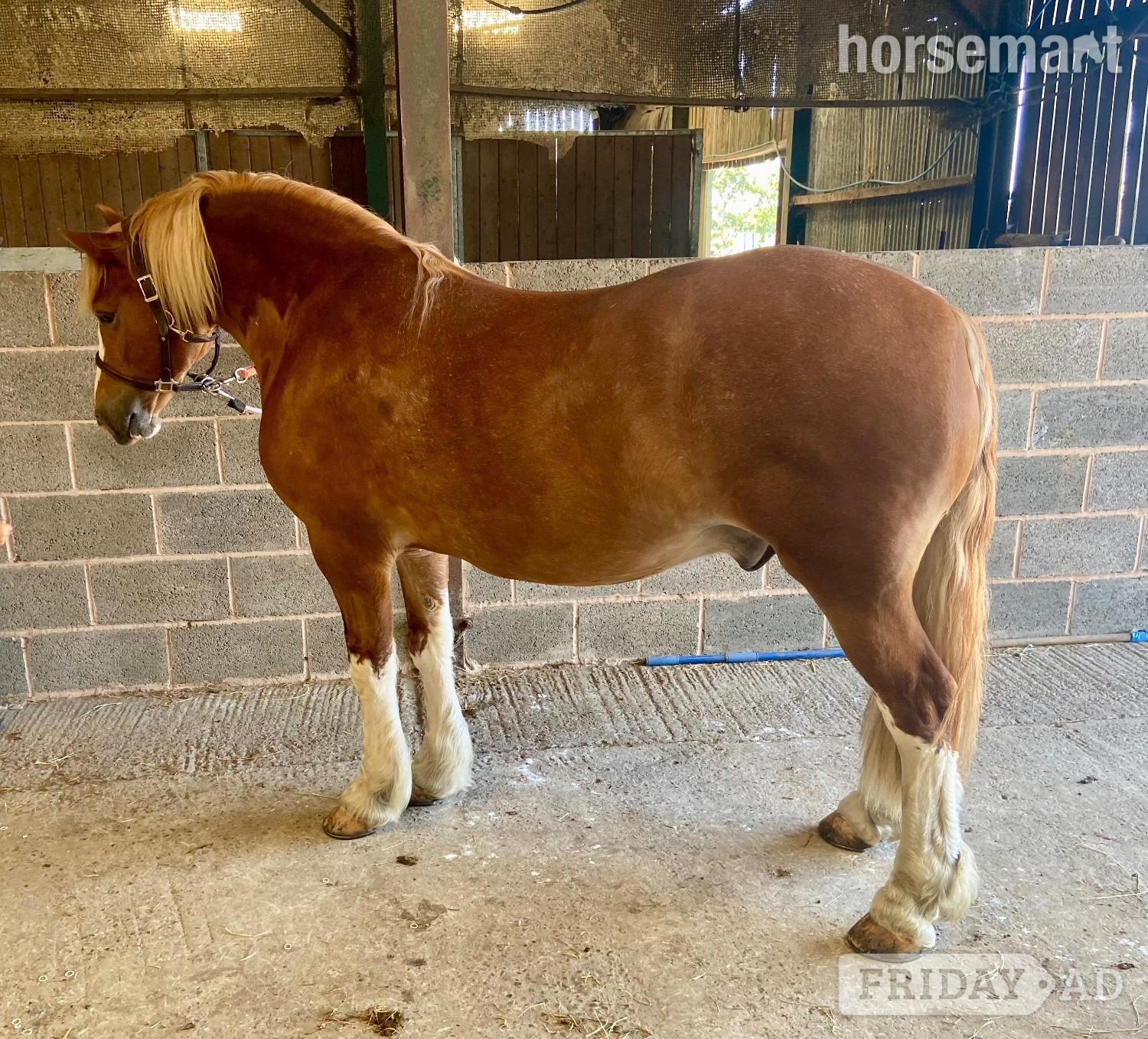 Leamington Spa "Ron " Chestnut Gelding Mountain & Moorland Pony