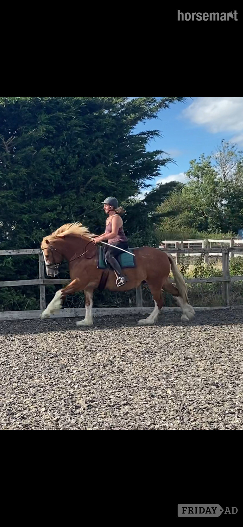 "Ron " Chestnut Gelding Mountain & Moorland Pony - Horses in Leamington Spa