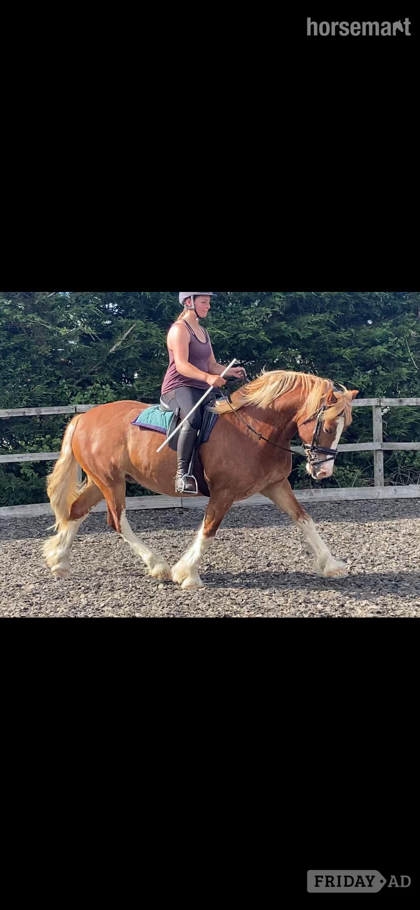 "Ron " Chestnut Gelding Mountain & Moorland Pony - Horses