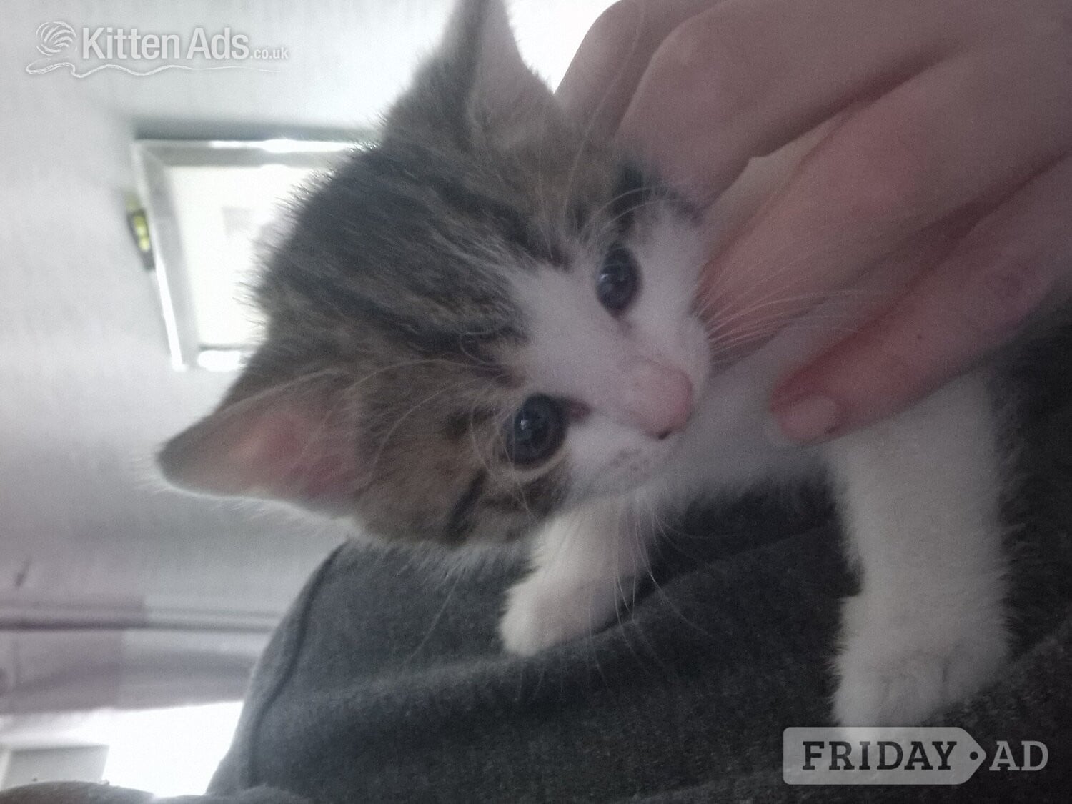 Beautiful tabby white kittens and black and white with tabby mark in Ormskirk