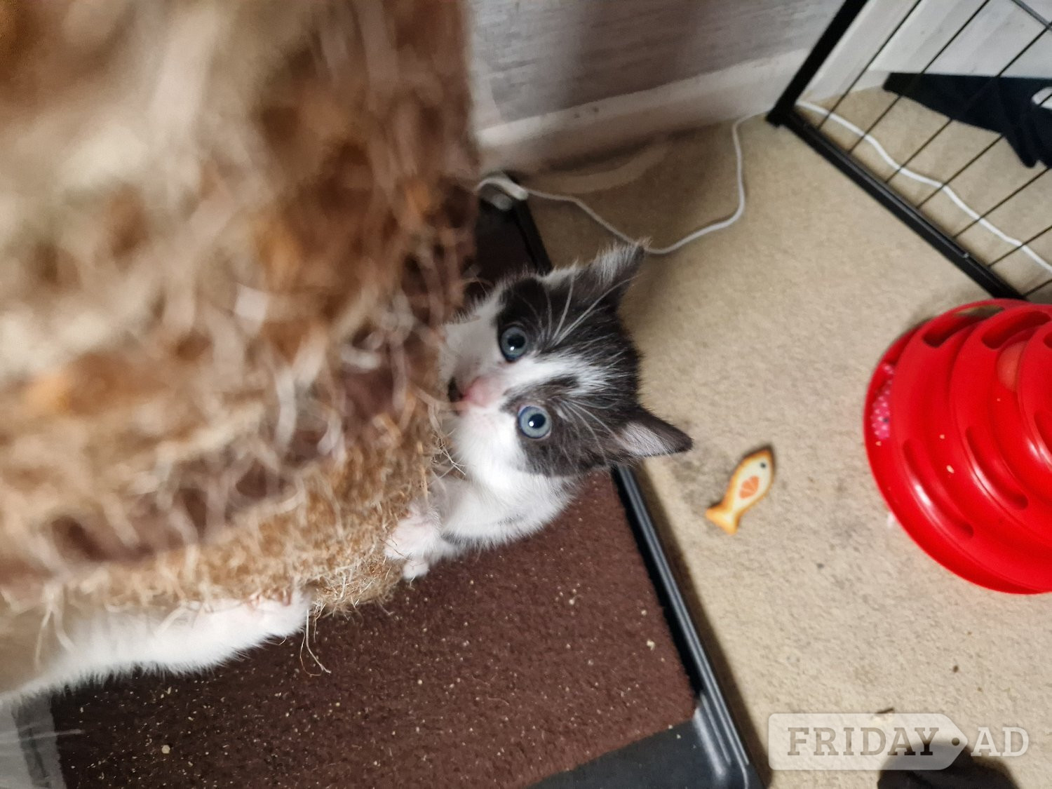 Beautiful tabby white kittens and black and white with tabby mark