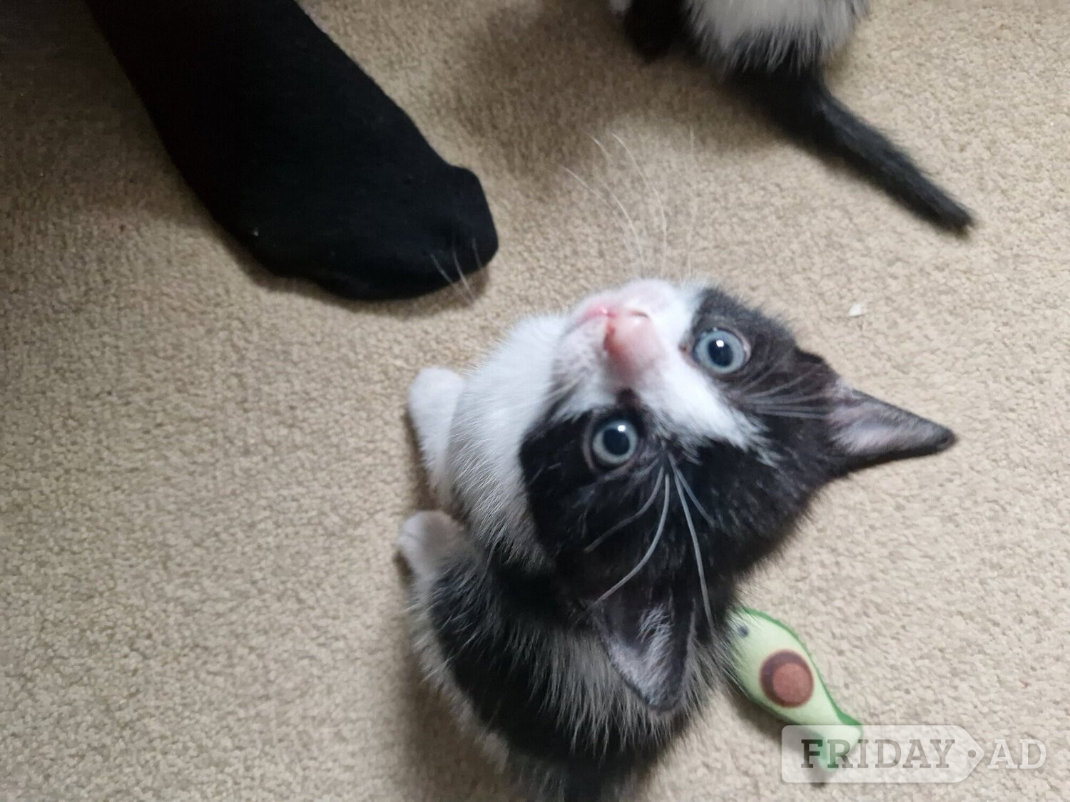 Ormskirk Beautiful tabby white kittens and black and white with tabby mark