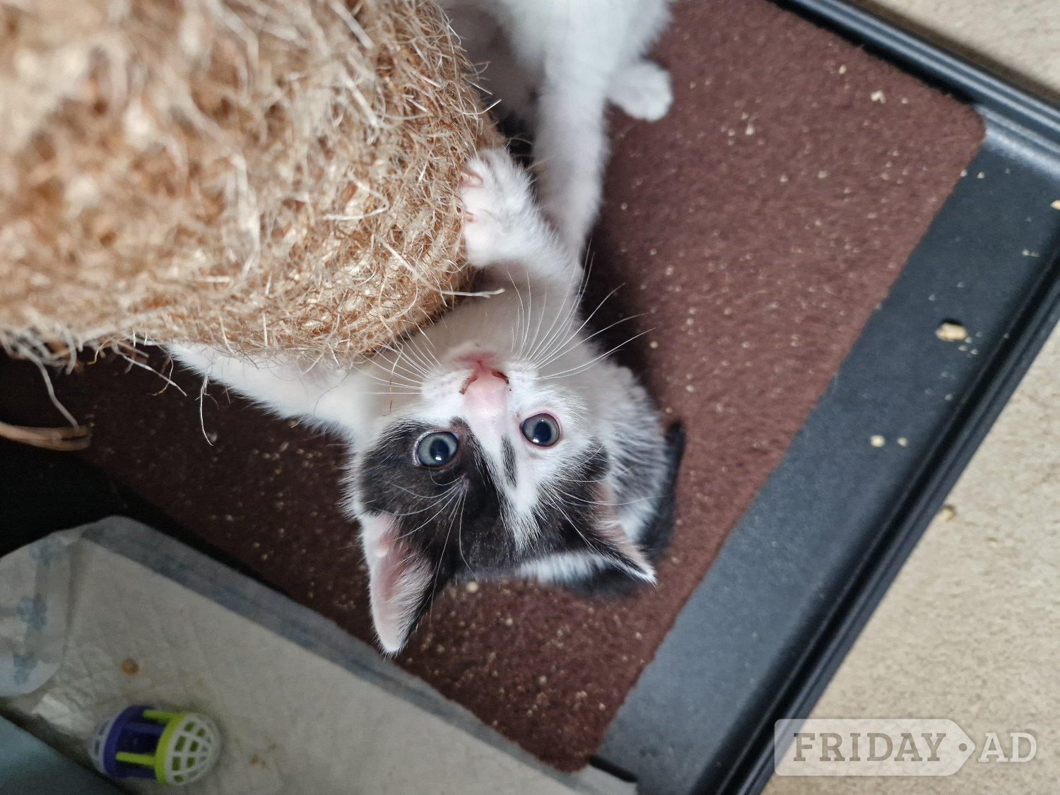 Beautiful tabby white kittens and black and white with tabby mark - Cats & Kittens in Ormskirk