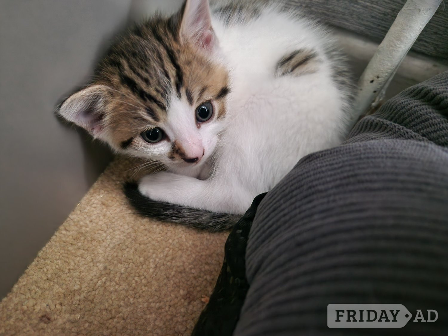 Beautiful tabby white kittens and black and white with tabby mark - Cats & Kittens