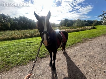 Fantastic 13.1hh Mare for Full Loan