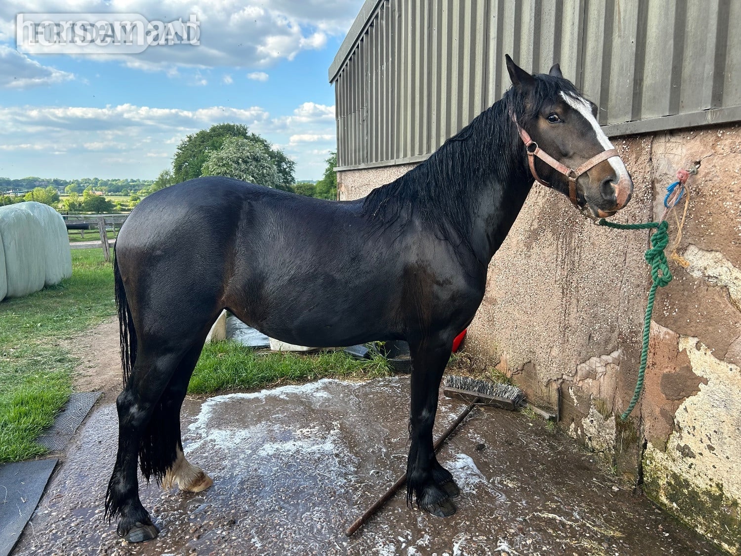 Fantastic 13.1hh Mare for Full Loan