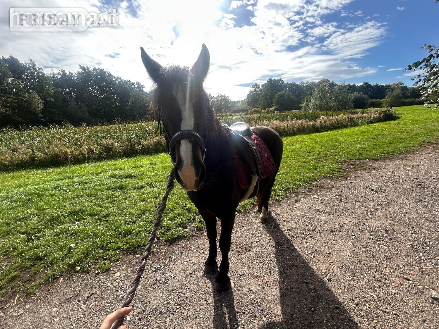 Fantastic 13.1hh Mare for Full Loan in Lichfield