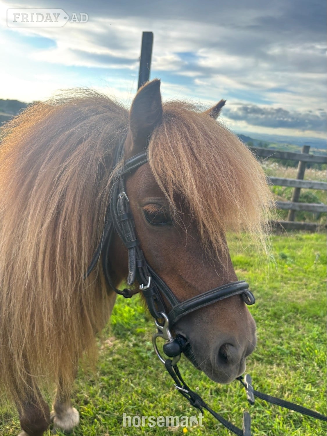 "Longfield Apple Blossom" Chestnut Mare Miniature Horse