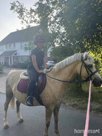 "Dandy" Palomino Gelding Family Horse