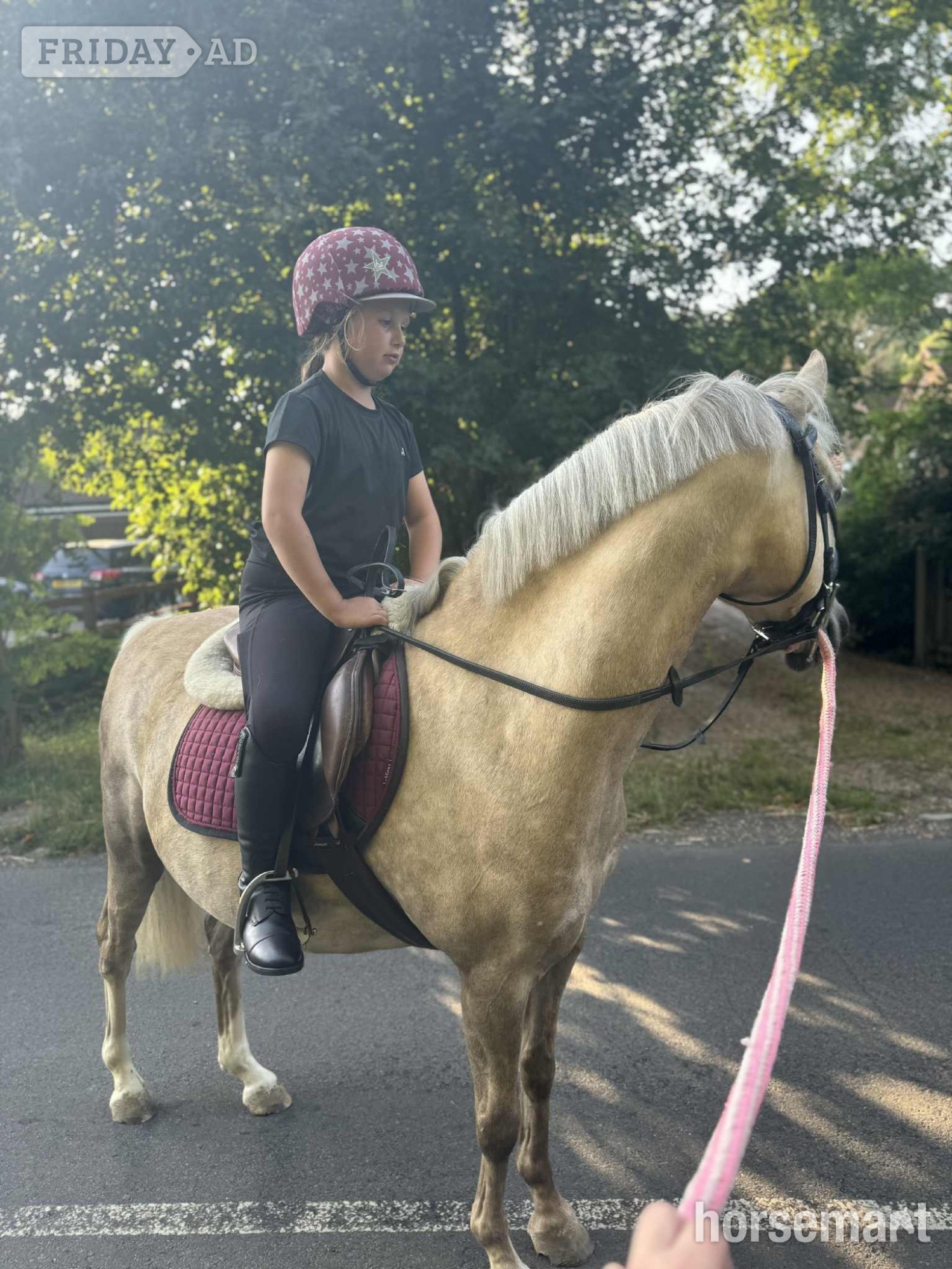 "Dandy" Palomino Gelding Family Horse
