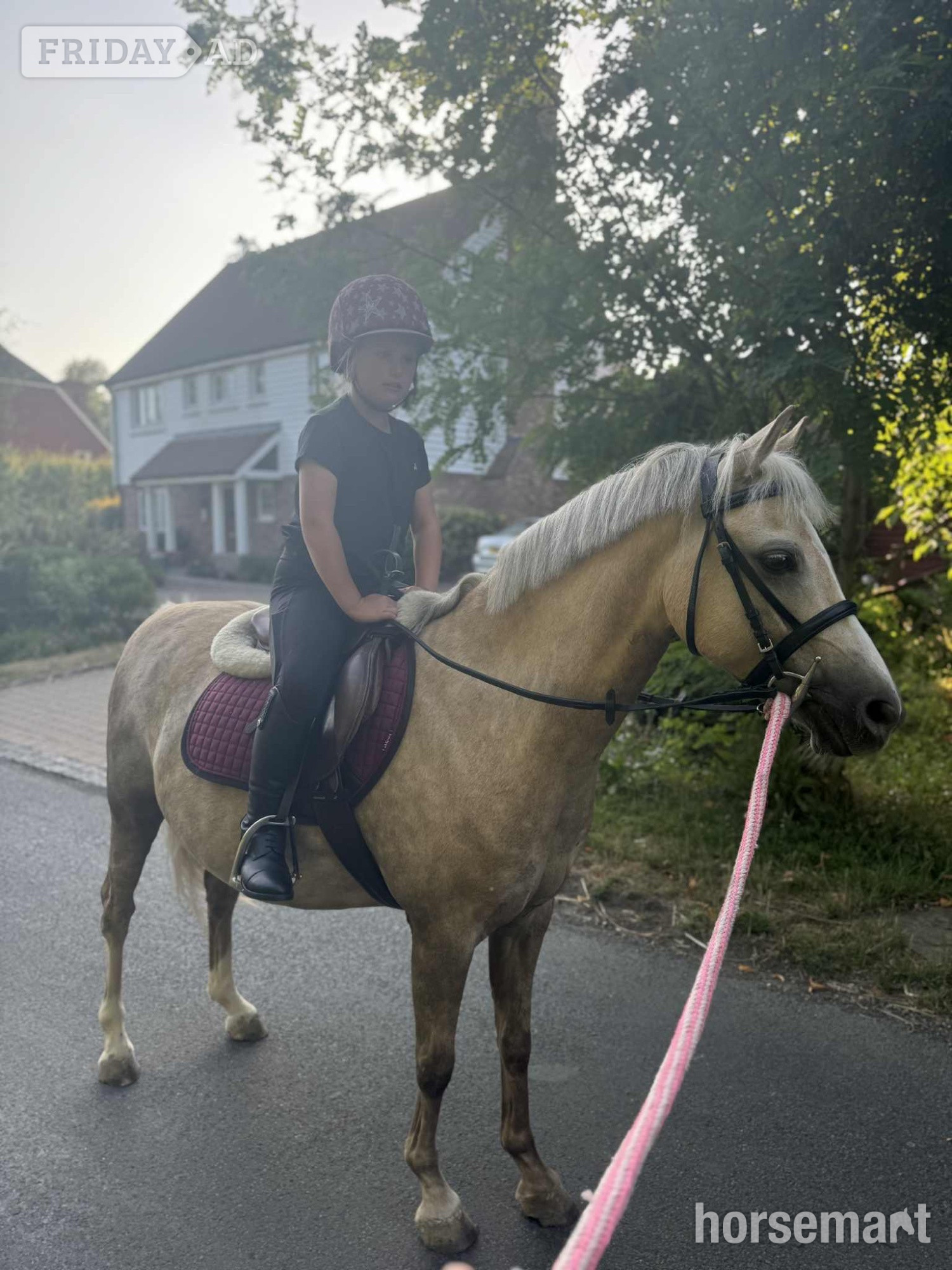 Ashford "Dandy" Palomino Gelding Family Horse