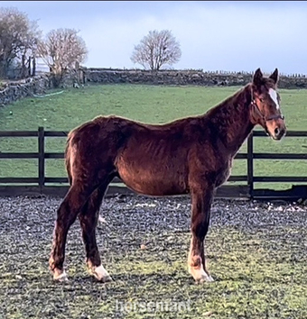 "Stallion Potential  Registered Irish Draught " Liver Chestnut Colt Showing Horse