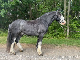 "Denny" Blue Roan Gelding Cob/Heavy Horse
