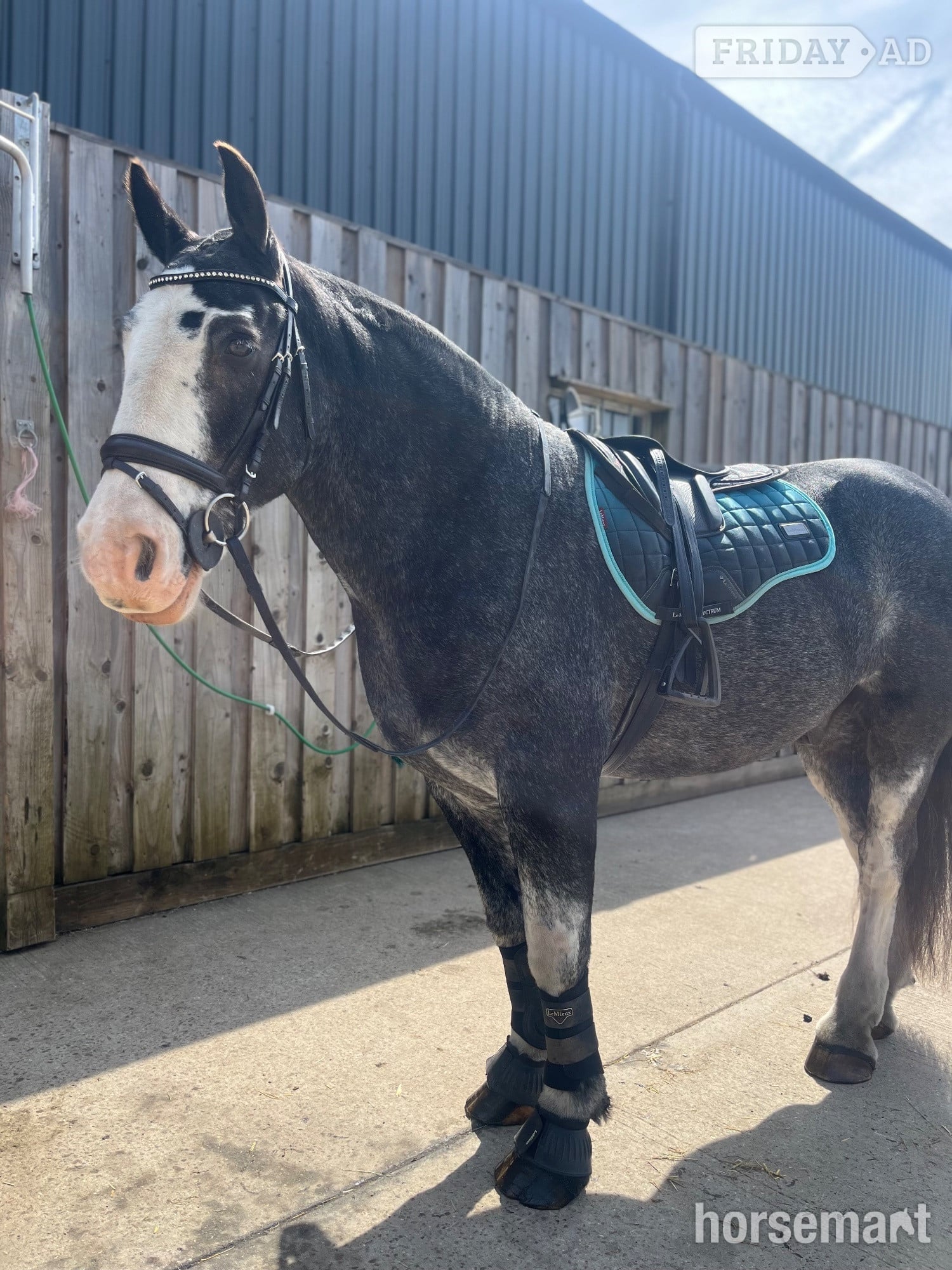 "Denny" Blue Roan Gelding Cob/Heavy Horse