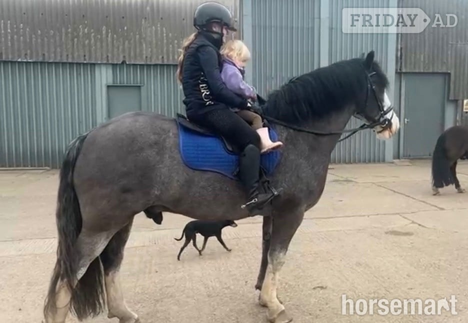 Widmerpool "Denny" Blue Roan Gelding Cob/Heavy Horse
