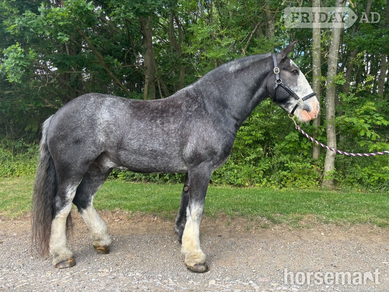 "Denny" Blue Roan Gelding Cob/Heavy Horse in Widmerpool