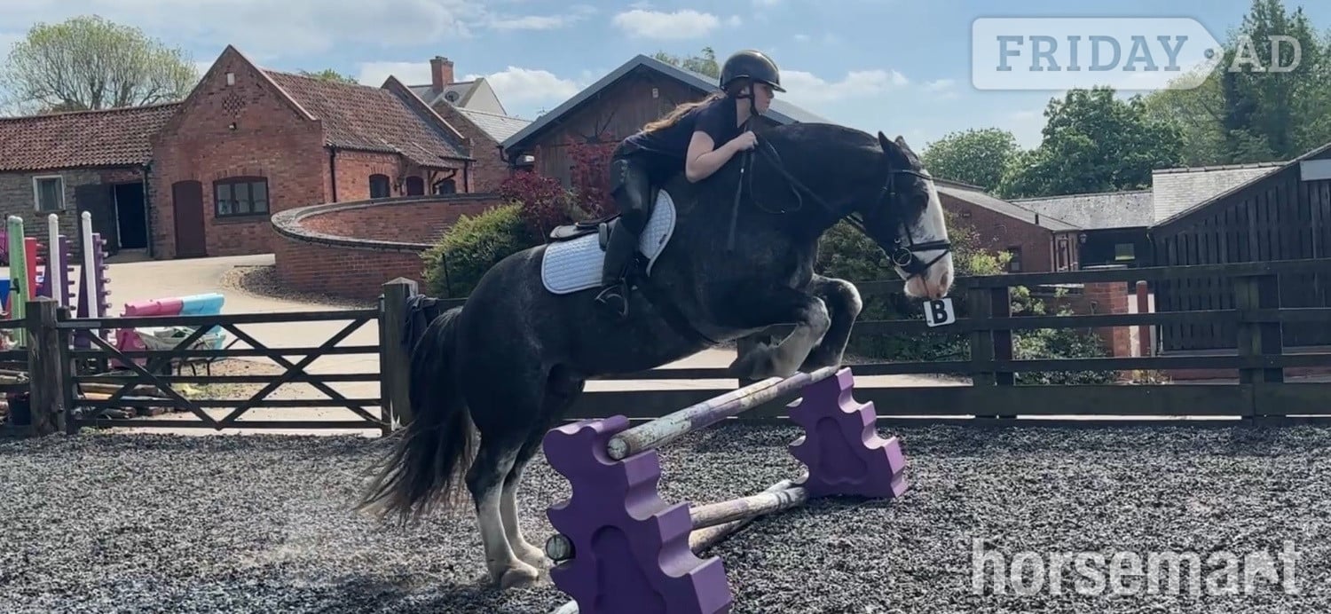 "Denny" Blue Roan Gelding Cob/Heavy Horse - Horses in Widmerpool