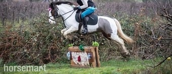 "Bow" Coloured Mare Pony Club Pony