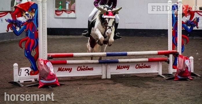 "Bow" Coloured Mare Pony Club Pony