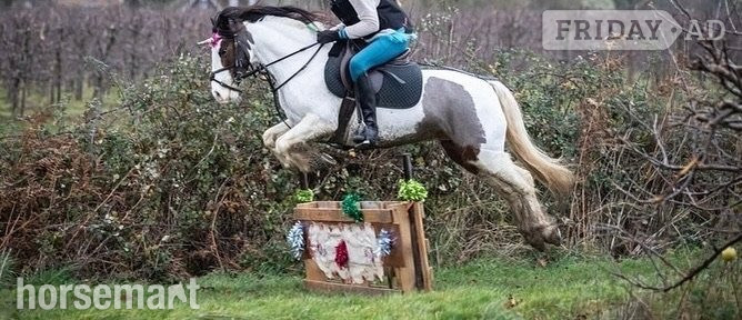"Bow" Coloured Mare Pony Club Pony in Matfield