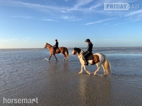 Matfield "Bow" Coloured Mare Pony Club Pony