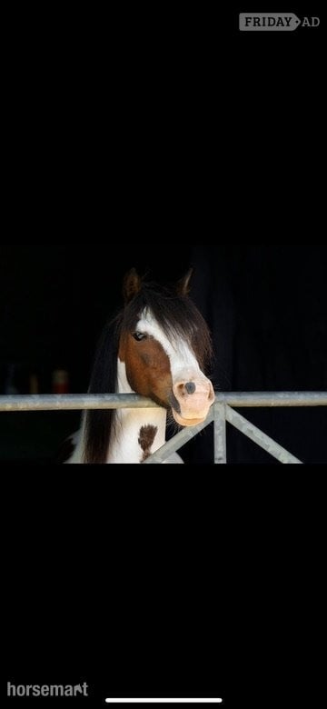 "Bow" Coloured Mare Pony Club Pony - Horses in Matfield