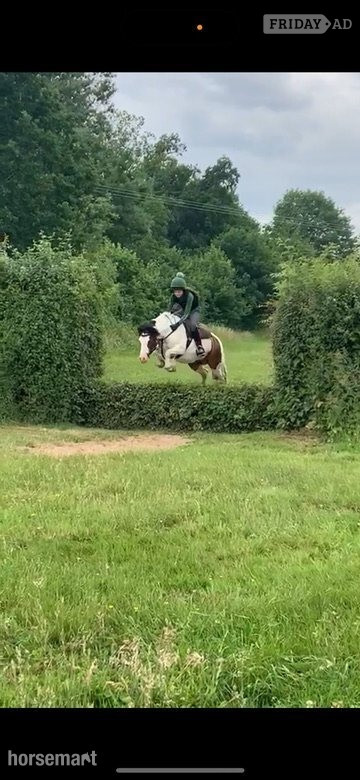 "Bow" Coloured Mare Pony Club Pony - Horses