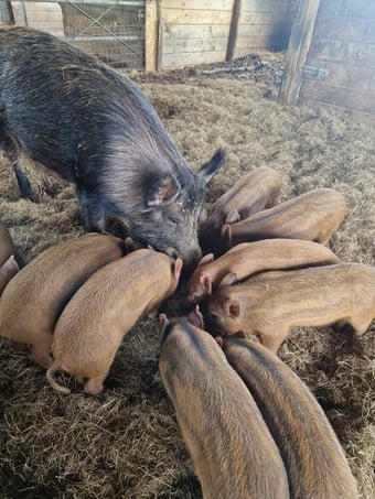 Organic Iron Age (Tamworth x Wild Boar) weaners (boar)