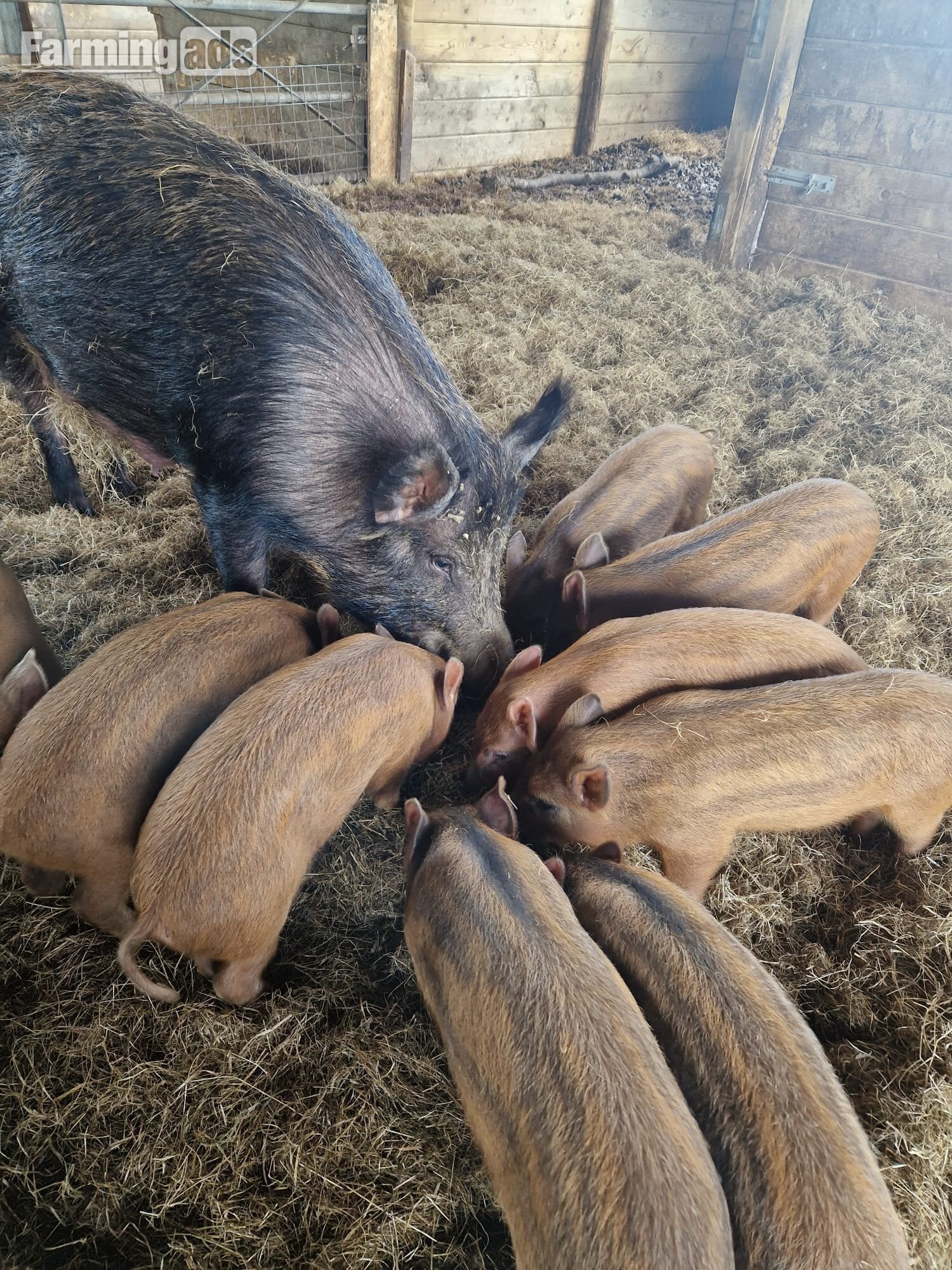 Organic Iron Age (Tamworth x Wild Boar) weaners (boar) in Templecombe