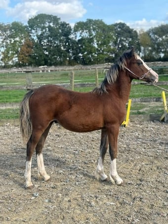 "Brynithon Toby" Chestnut Colt Youngstock / Foal