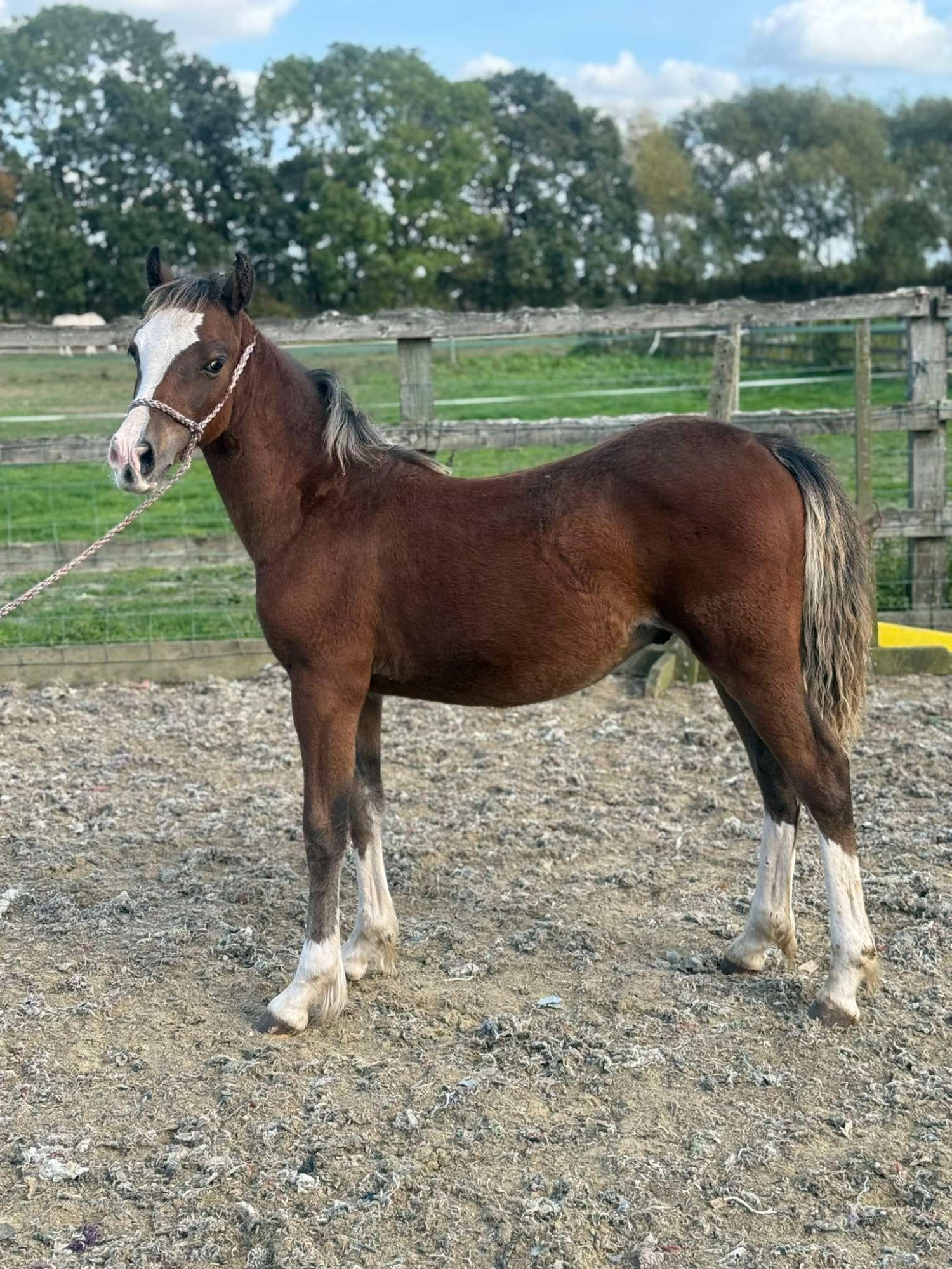 "Brynithon Toby" Chestnut Colt Youngstock / Foal