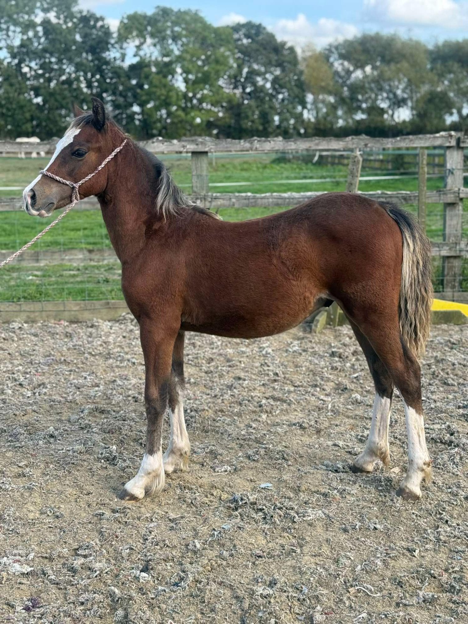 York "Brynithon Toby" Chestnut Colt Youngstock / Foal