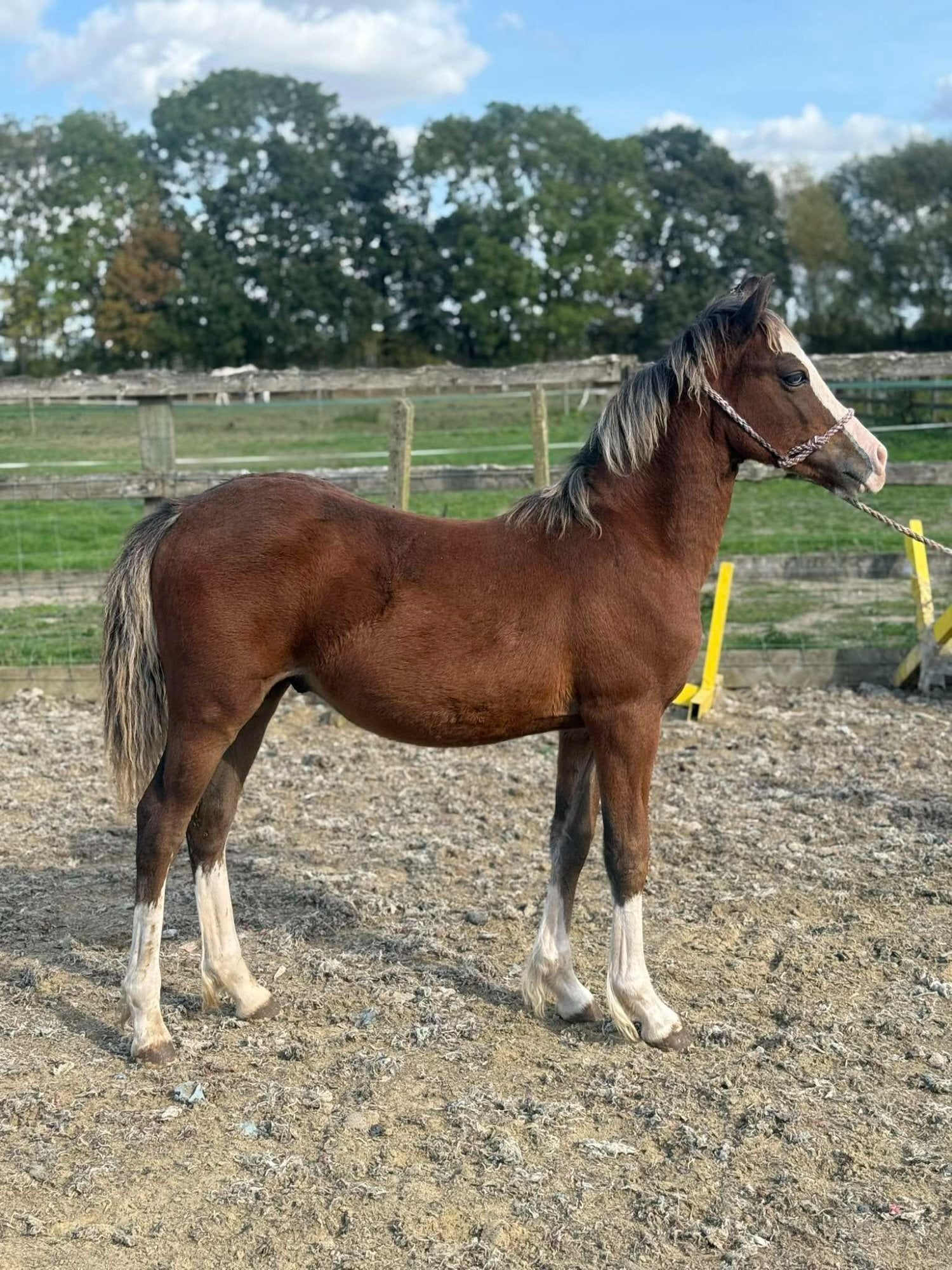 "Brynithon Toby" Chestnut Colt Youngstock / Foal - Horses in York